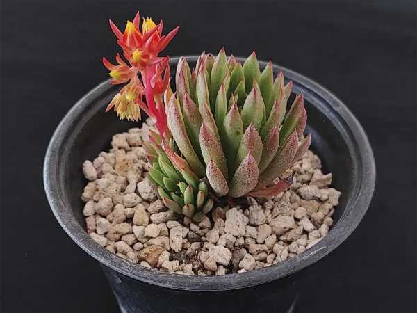 E. calderoniae - Imagen 2