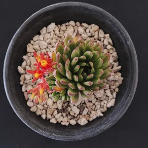 E. calderoniae