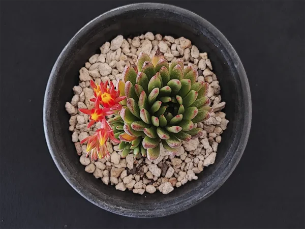 E. calderoniae