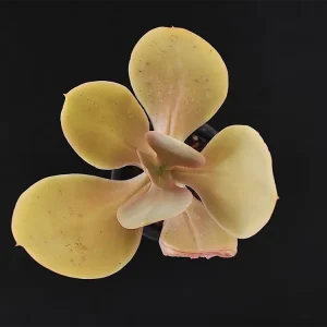 E. acutifolia