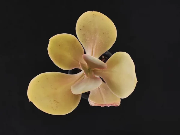 E. acutifolia