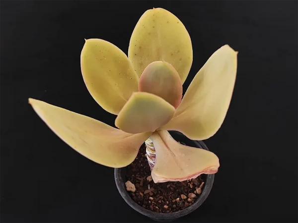 E. acutifolia - Imagen 2