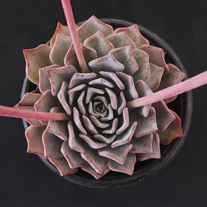 E. catorce