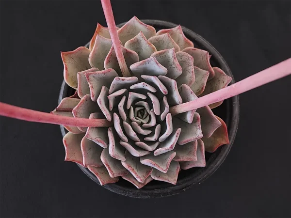 E. catorce