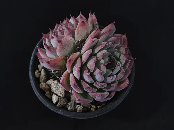 E. chihuahuaensis - Imagen 2