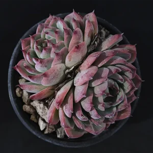E. chihuahuaensis