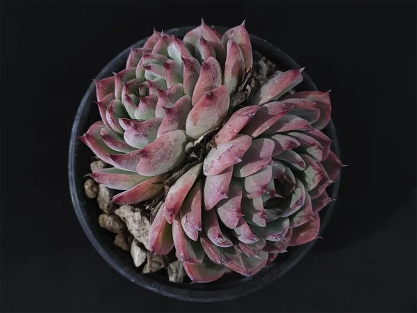 E. chihuahuaensis