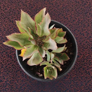 E. cerrograndensis