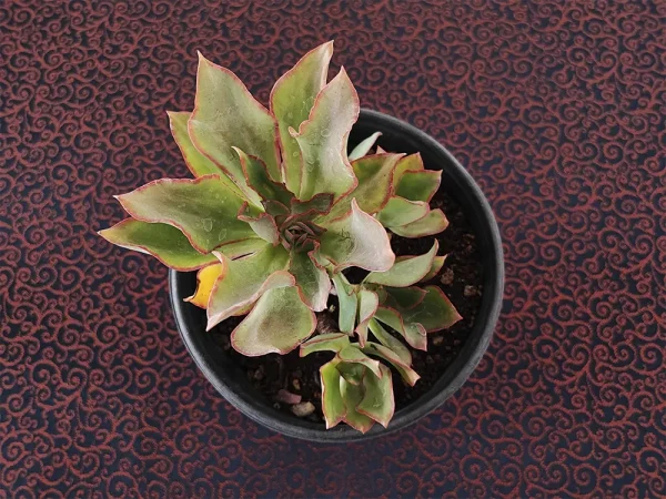 E. cerrograndensis