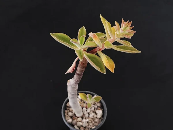E. coccinea - Imagen 3