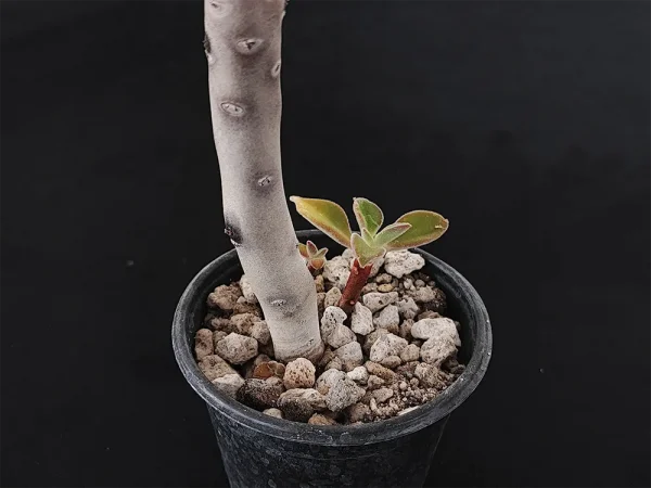 E. coccinea - Imagen 2