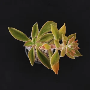 E. coccinea