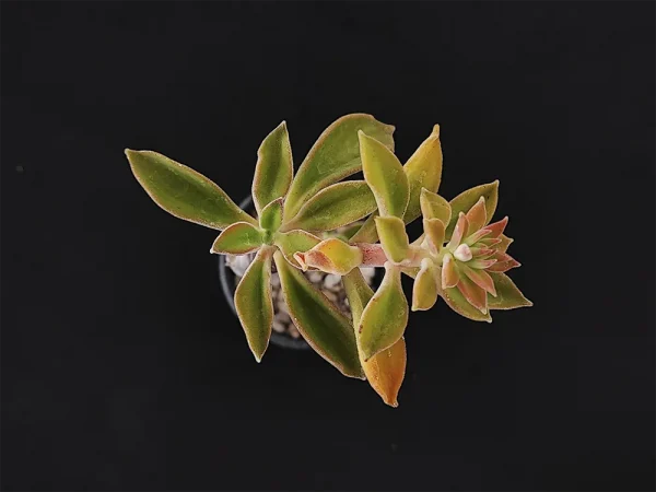 E. coccinea