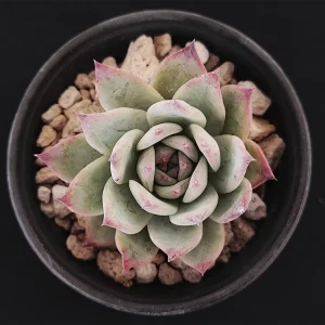 E. colorata