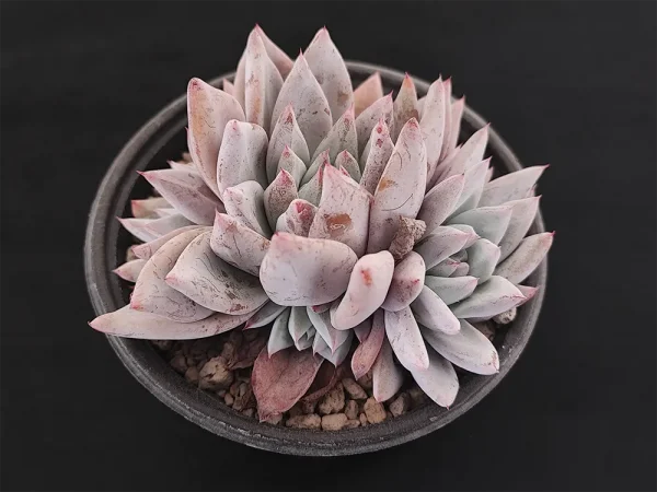 E. colorata michoacana - Imagen 2