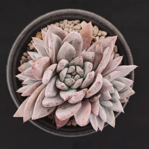 E. colorata michoacana