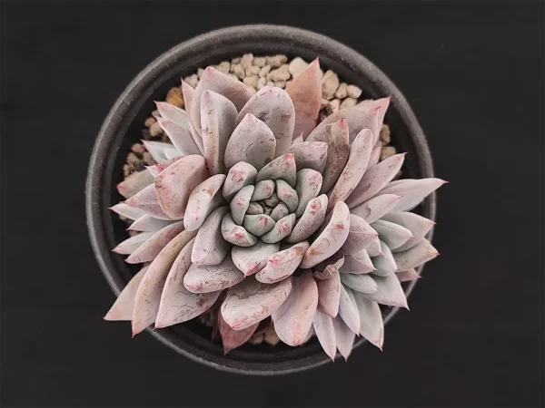 E. colorata michoacana
