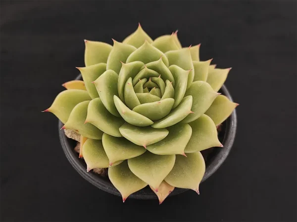 E. colorata verde - Imagen 2