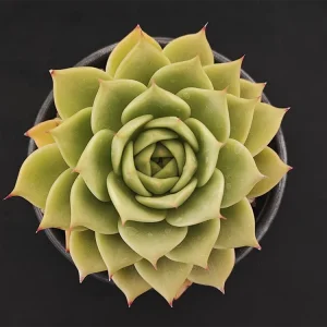 E. colorata verde