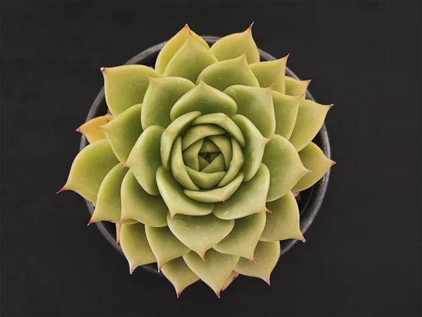 E. colorata verde