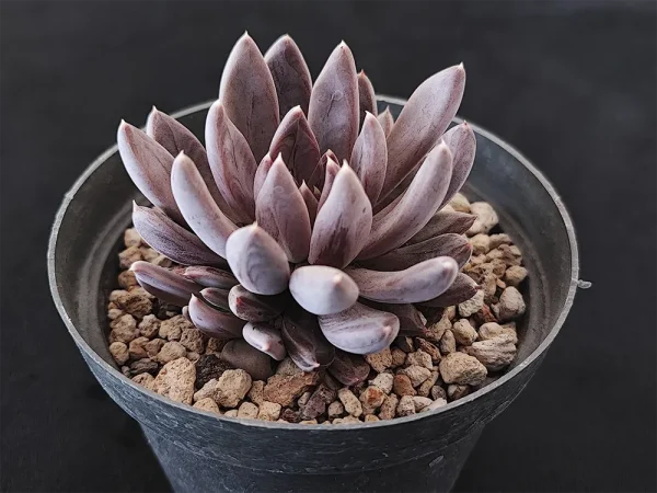 E. craigiana - Imagen 2