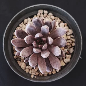 E. craigiana