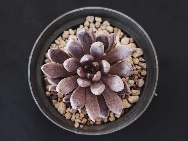 E. craigiana