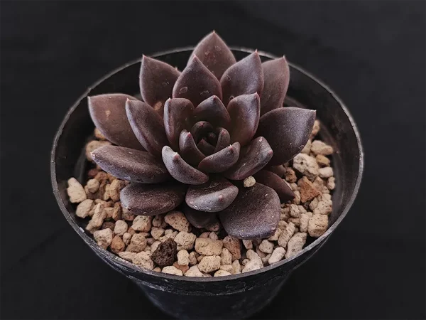 E. affinis - Imagen 2