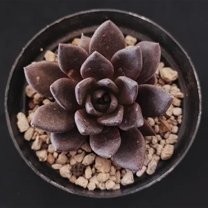 E. affinis