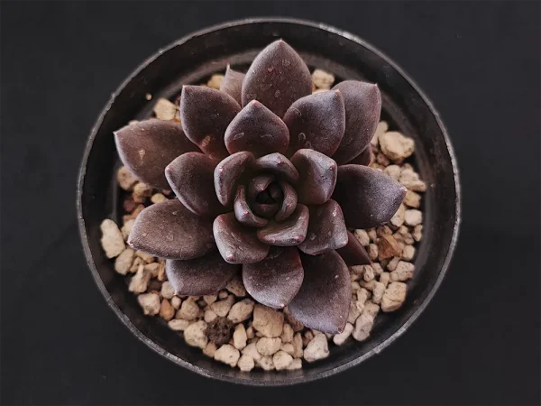 E. affinis