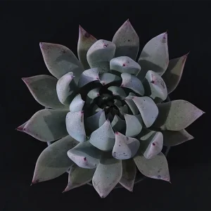 E. cuspidata var cuspidata