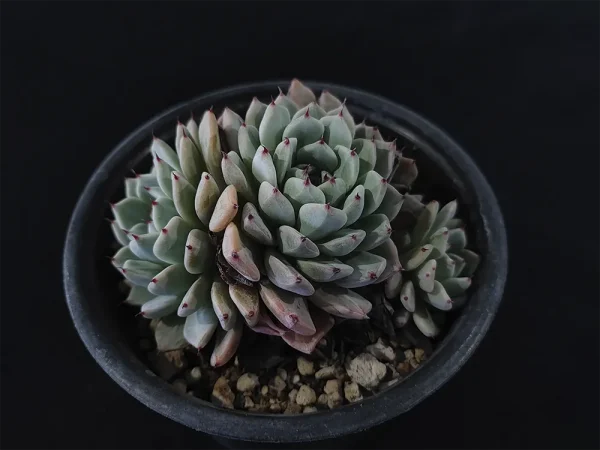 E. cuspidata var zaragozae - Imagen 2