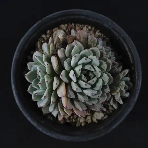 E. cuspidata var zaragozae