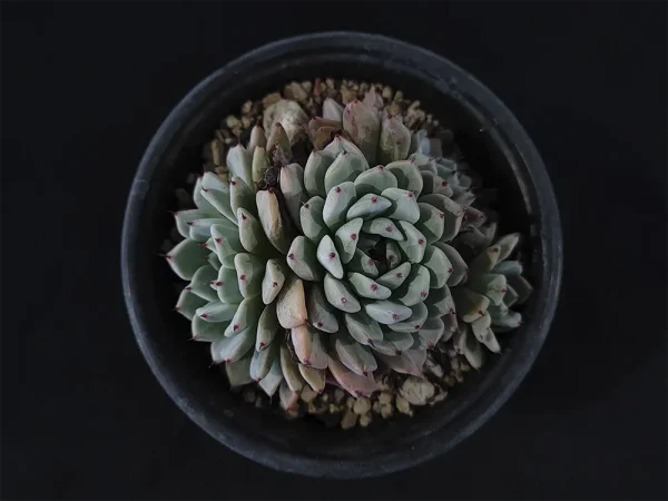 E. cuspidata var zaragozae