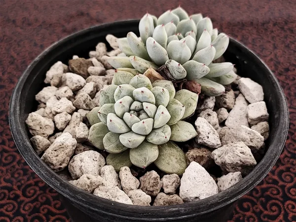 E. cuspidata "gemula" - Imagen 2