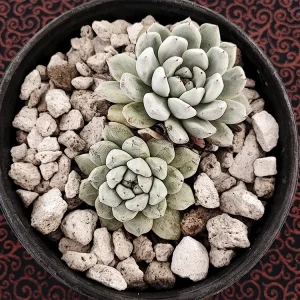 E. cuspidata "gemula"