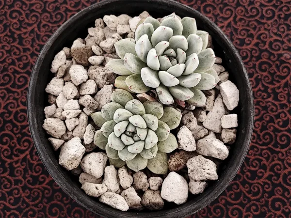 E. cuspidata "gemula"