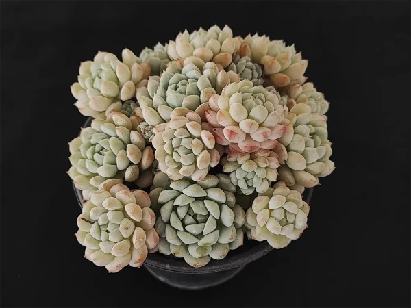 E. derenbergii - Imagen 2
