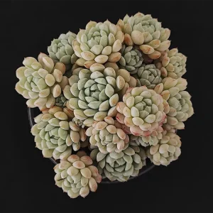 E. derenbergii