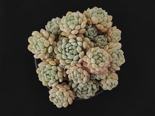 E. derenbergii