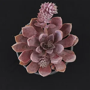 E. diffractens
