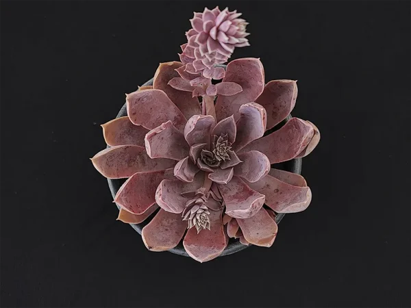 E. diffractens
