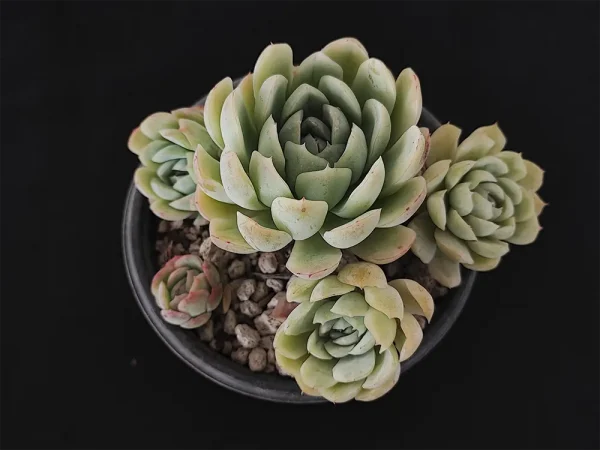 E. elegans - Imagen 2
