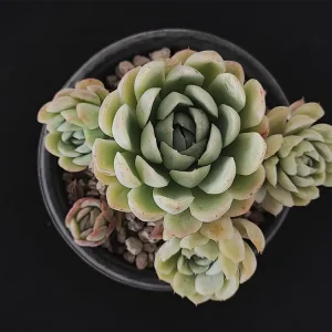 E. elegans