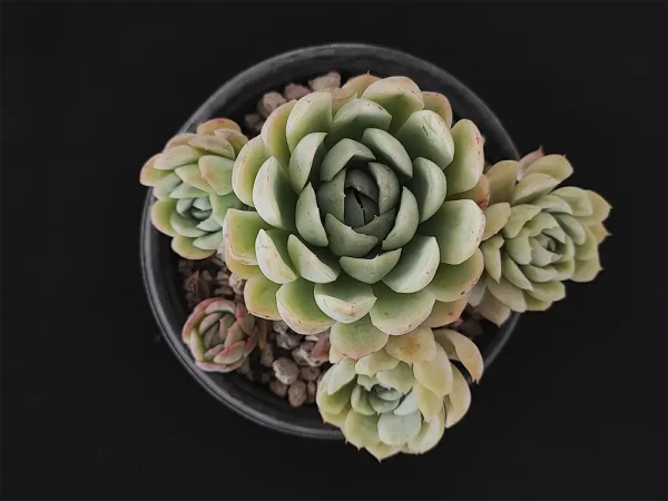 E. elegans