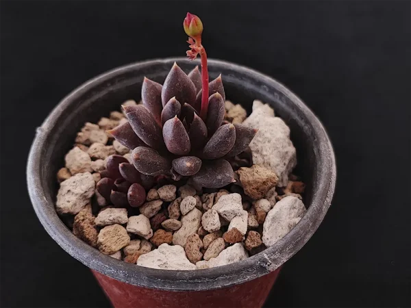 E. affinis negra - Imagen 2