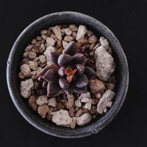 E. affinis negra