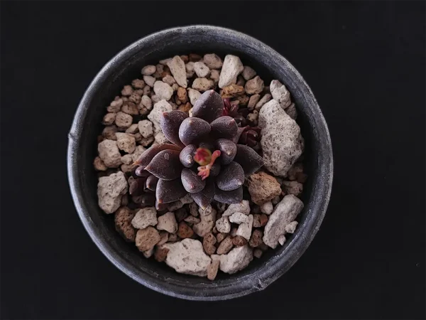 E. affinis negra