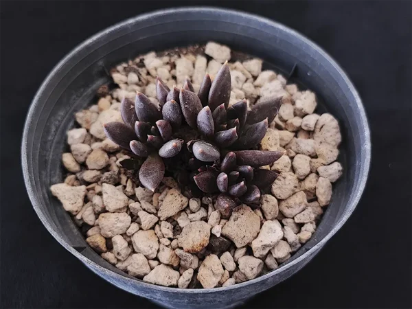 E. affinis negra - Imagen 3