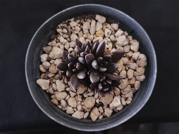E. affinis negra - Imagen 4